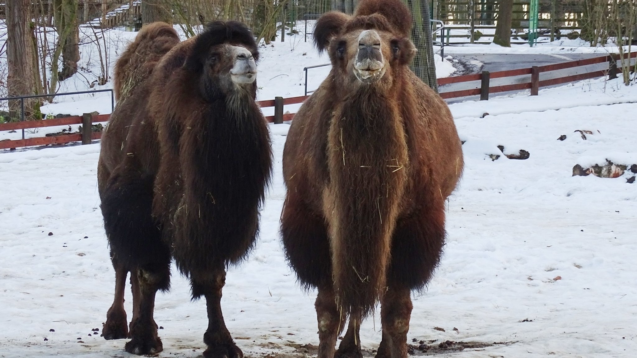 Zwei Trampeltiere stehen im Schnee in einem Zoogehege