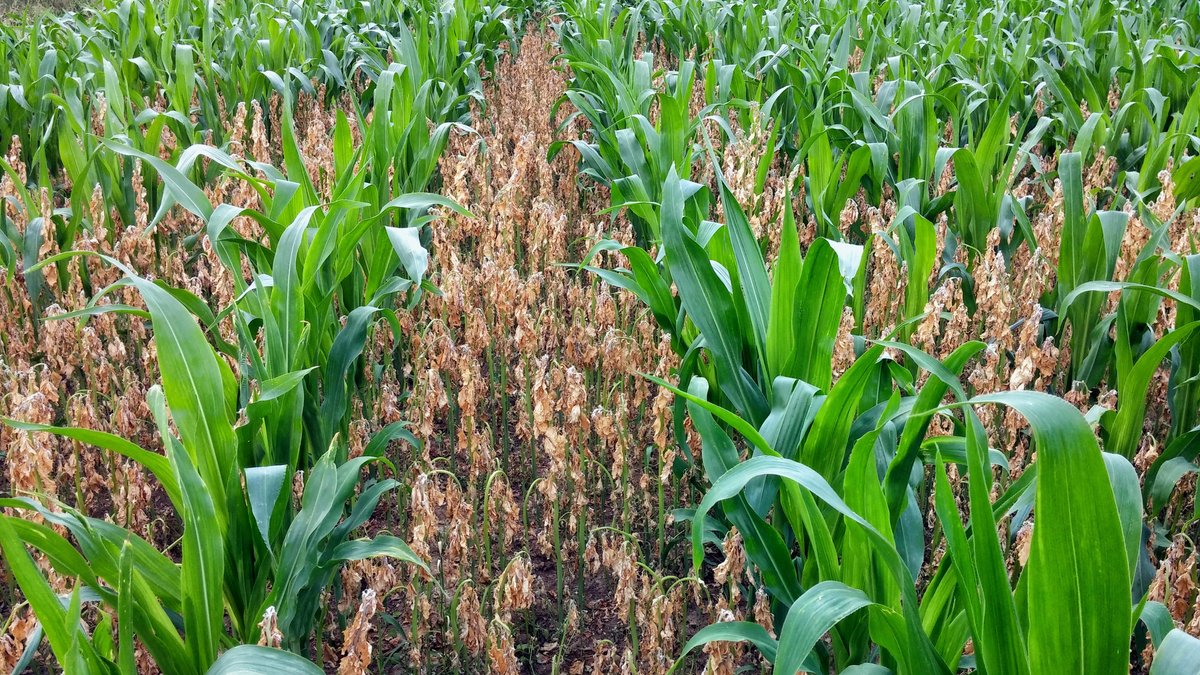 Zwischen grünen Maisreihen wachsen niedrigere abgereifte Pflanzen