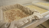 Ein watteartiger Flaum überzieht Sojabohnen, Weizen, Dinkel und Reis. Hier entsteht durch Fermentation Sojasauce. | Bild:BR/Fabian Schöpf
