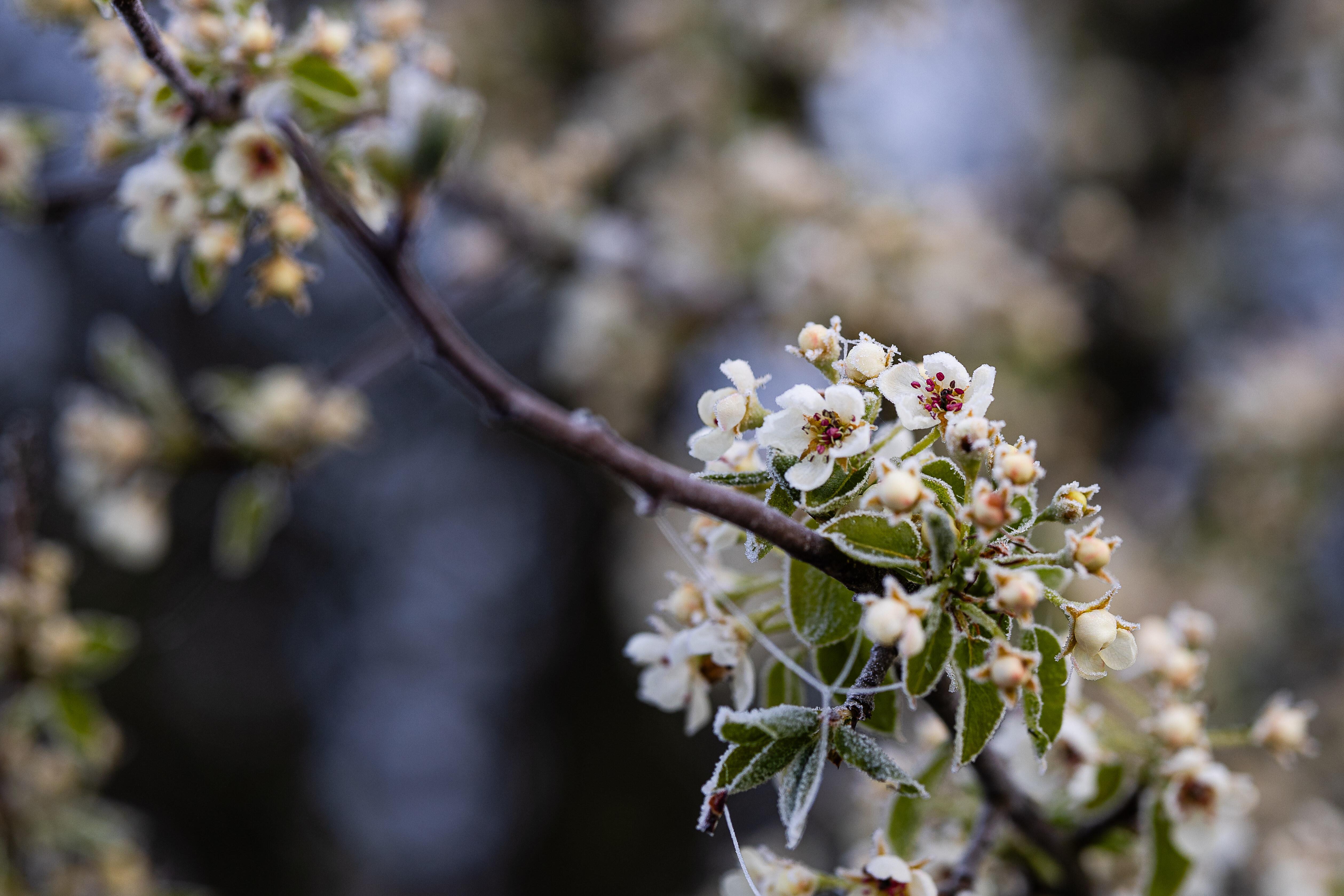 Von Frost überzogene Blüten und Knospen eines Apfelbaum am Morgen.