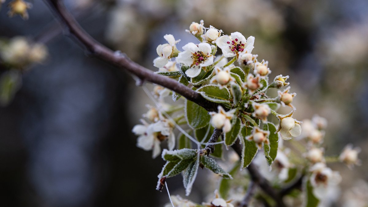 Kühles Aprilwetter: Sind das schon die Eisheiligen?