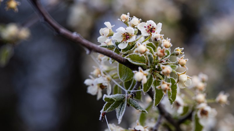 Von Frost überzogene Blüten und Knospen eines Apfelbaum am Morgen. | Bild: picture alliance / Rainer Keuenhof | Rainer Keuenhof Von Frost überzogene Blüten und Knospen eines Apfelbaum am Morgen.