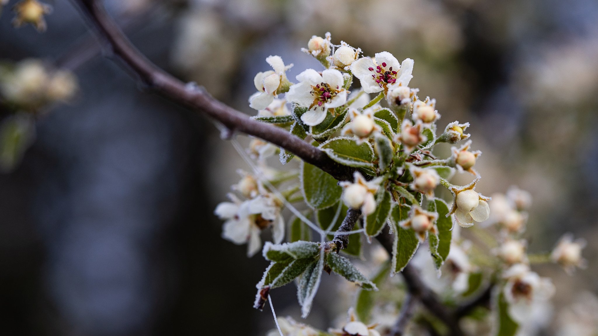Kühles Aprilwetter: Sind das schon die Eisheiligen?