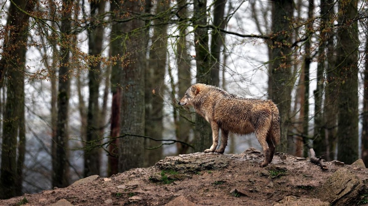 Ein Wolf steht in einem Wildpark in seinem Gehege (Symbolbild)
