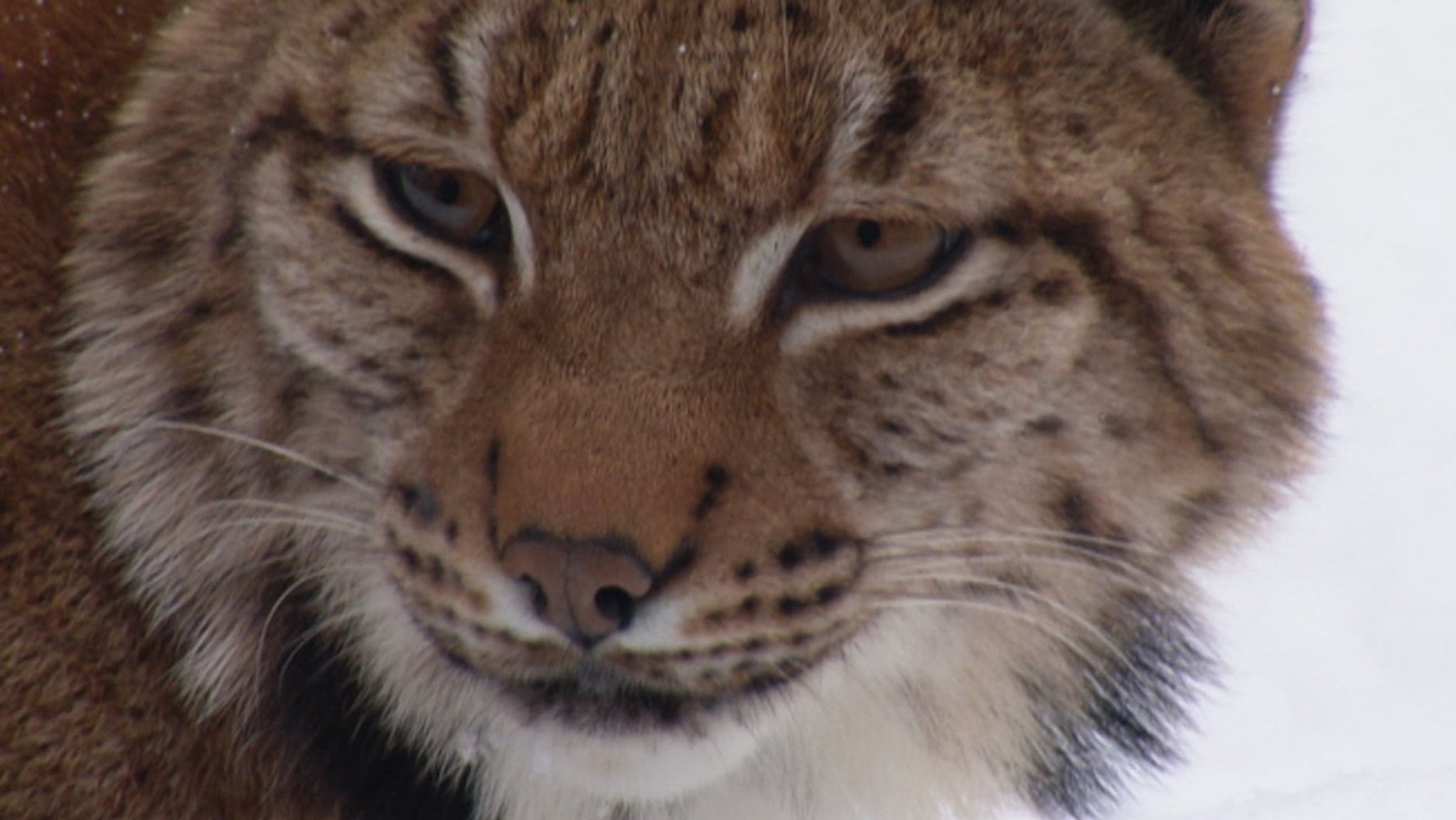 Polizei zu totem Luchs: Nach schwerer Verletzung verhungert