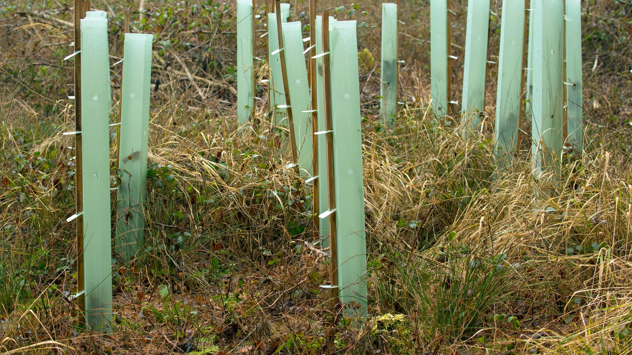 Baumschutz: Jute statt Plastik gegen Wildverbiss 