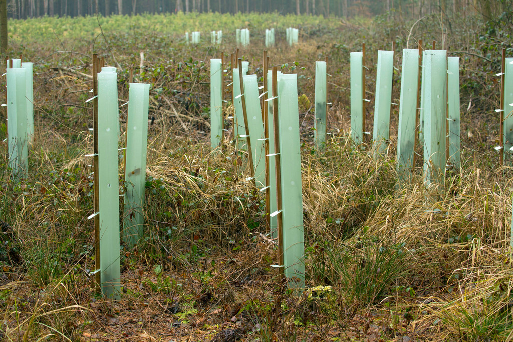 Kunststoffröhren als Schutz vor Wildverbiss bei Anpflanzungen von Bäumen