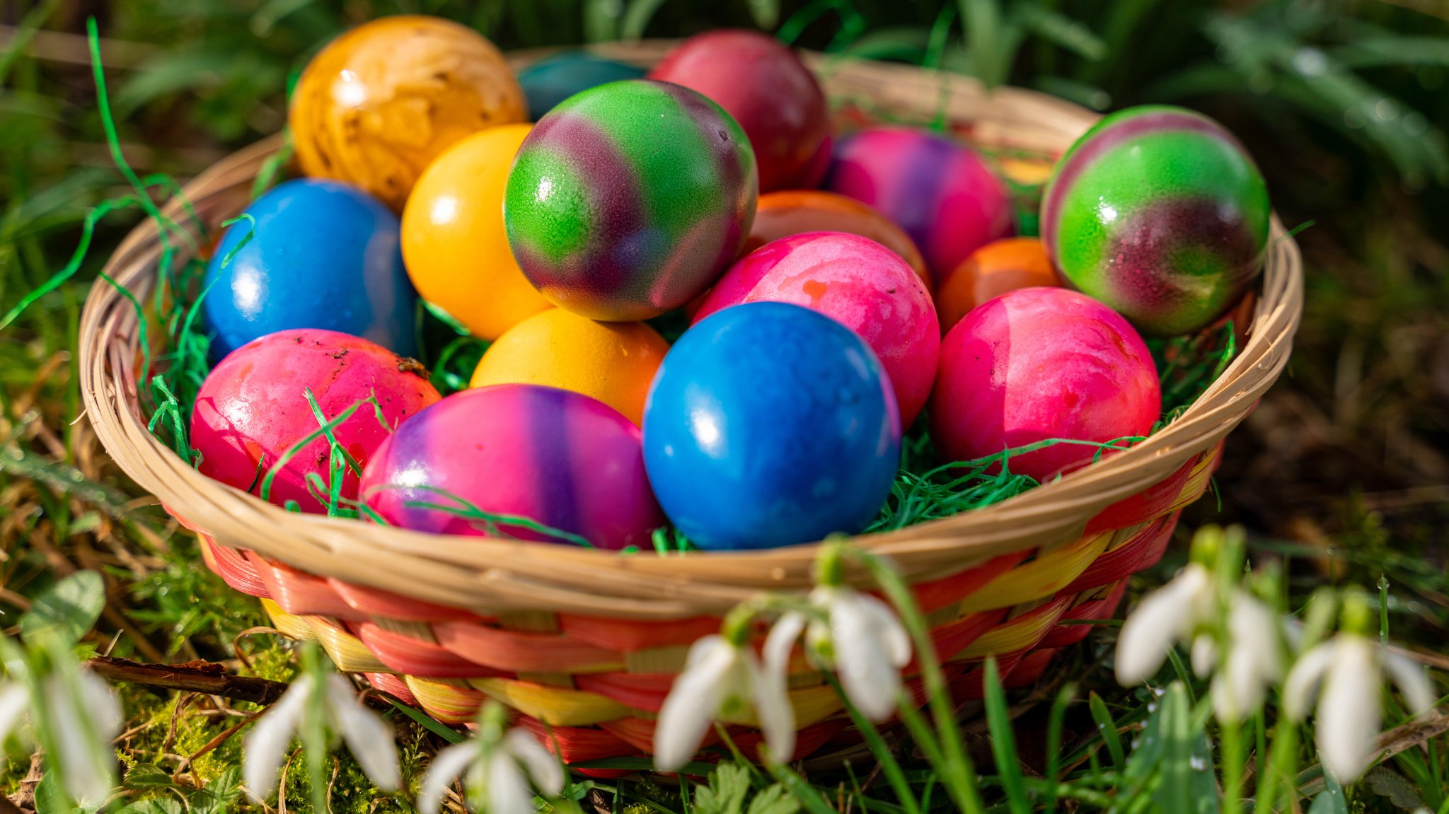 Osternest mit bunten Ostereiern in einer Wiese im Frühling neben Schneeglöckchen