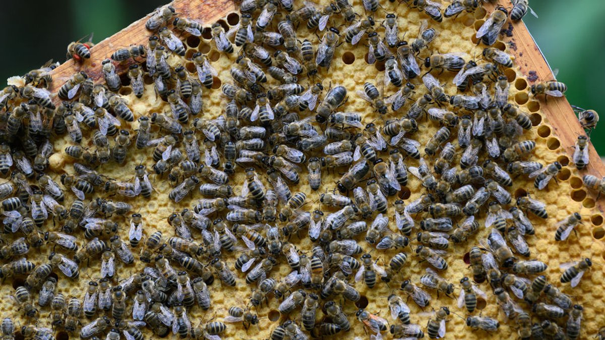Honigbienen sitzen auf einer Brutwabe aus einem Bienenstock. a "Mögliche Bienenbedrohung - Die Asiatische Hornisse auf Europatour") Foto: Robert Michael/dpa +++ dpa-Bildfunk +++