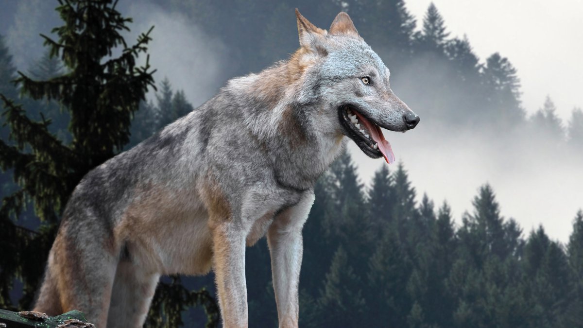 Ein Wolf in den Bergen (Symbolfoto)
