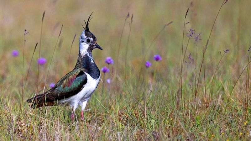 Kiebitz (Vanellus vanellus), Weibchen steht in einer Magerwiese mit Schnittlauch und beobachtet die Umgebung, Schweden, Gotland, Faroe | Bild: picture alliance / blickwinkel/M. Woike | Martin Woike Kiebitz (Vanellus vanellus), Weibchen steht in einer Magerwiese mit Schnittlauch und beobachtet die Umgebung, Schweden, Gotland, Faroe