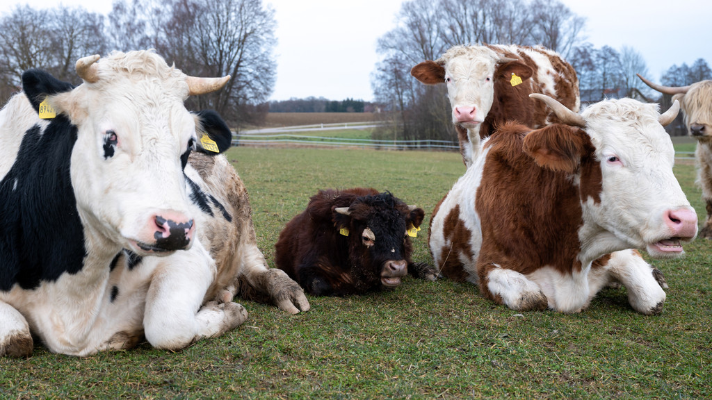 Stier statt Hahn im Korb -  Napoleon (2.v.l.) zwischen anderen Kühen auf einer Weide. 