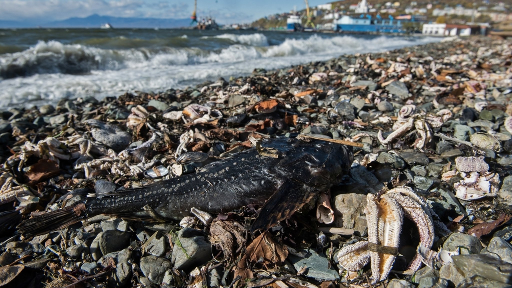 Tiersterben im meer vor kamtschatka weiterhin ungeklärt.