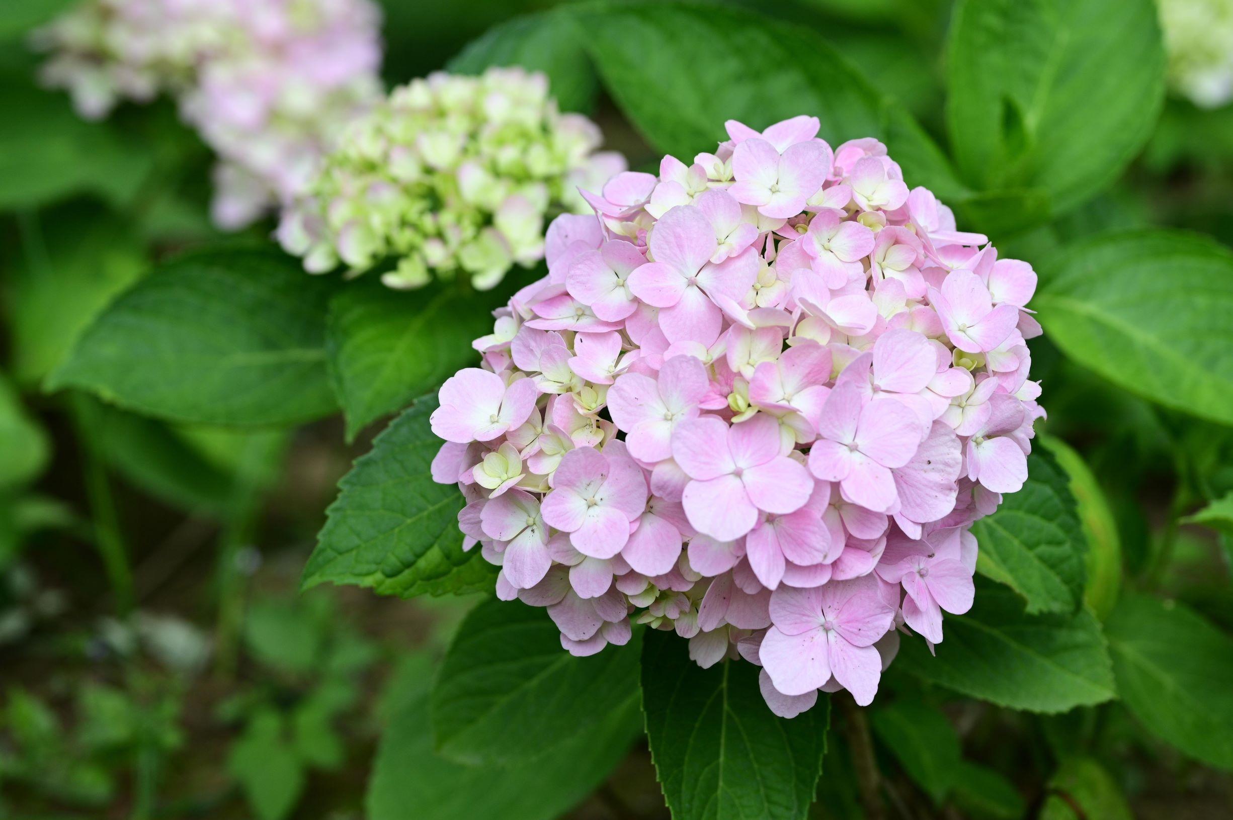 Hortensienblüte