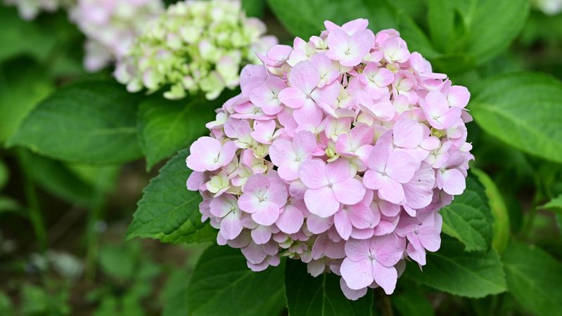 Hortensienblüte | Bild: Picture alliance/dpa Hortensienblüte