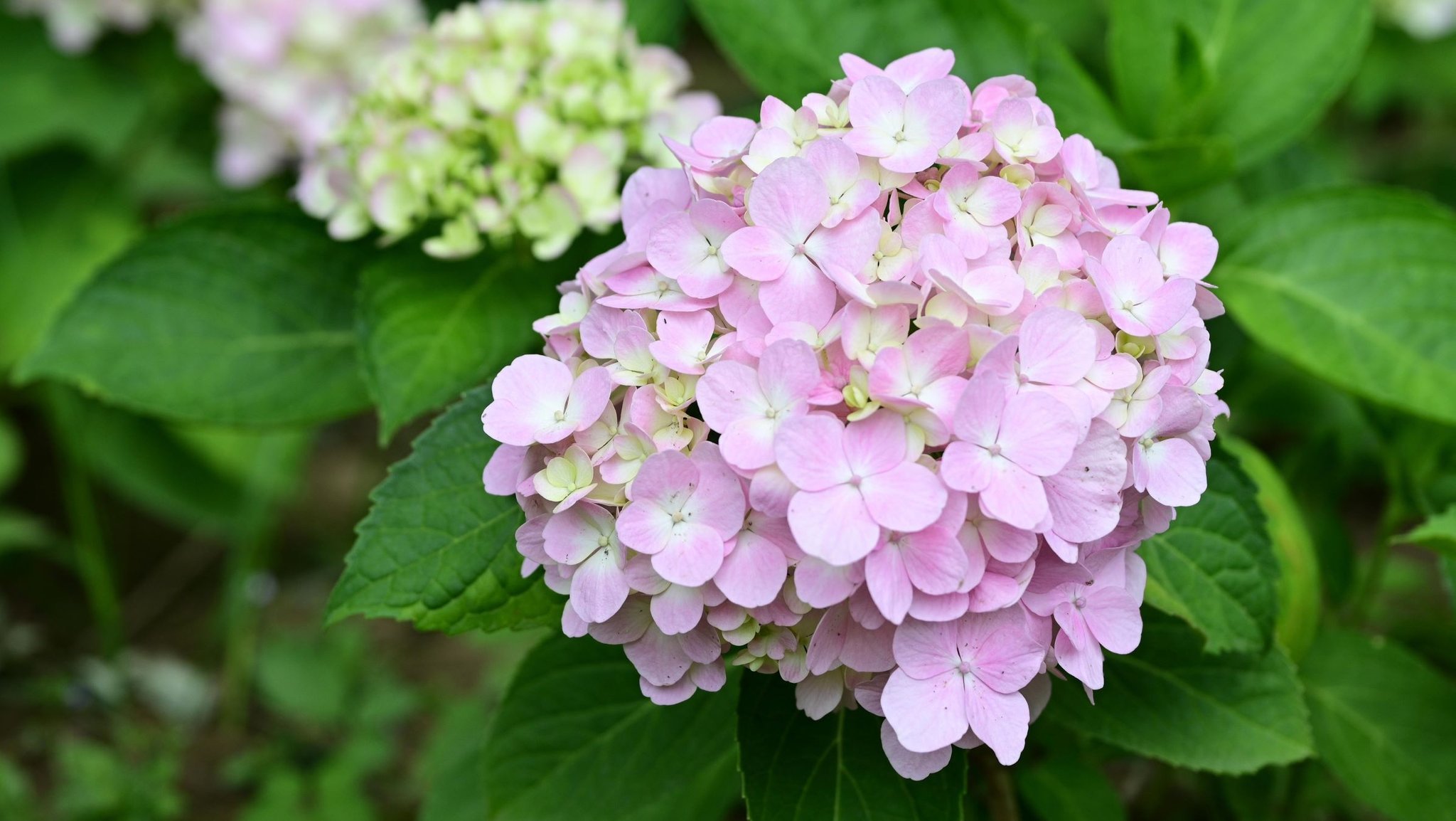 Hortensienblüte