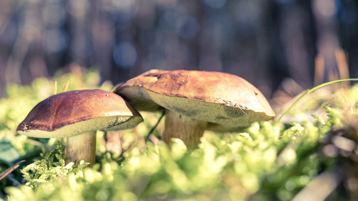Pilze in Bayern nach wie vor radioaktiv belastet