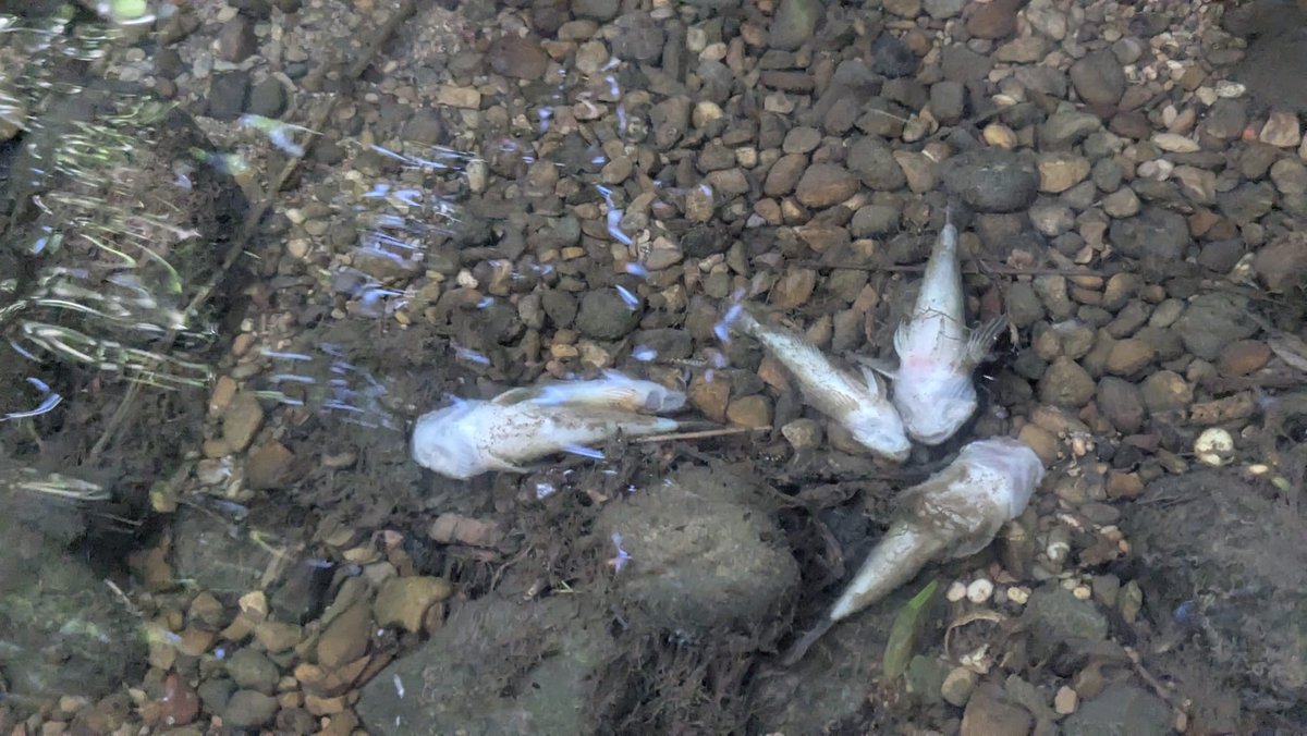 Hitzestress und Niedrigwasser gefährden Fische