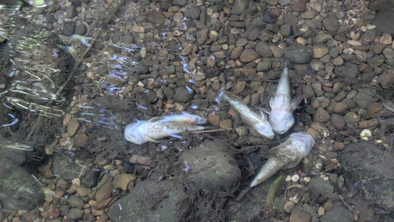 Tote Mühlkoppen liegen unter klarem Wasser auf einem kiesigen Bachbett. Ein stilles Zeugnis für das aktuelle Fischsterben in Schwaben. | Bild: Fischereiverband Schwaben Tote Mühlkoppen liegen unter klarem Wasser auf einem kiesigen Bachbett. Ein stilles Zeugnis für das aktuelle Fischsterben in Schwaben.