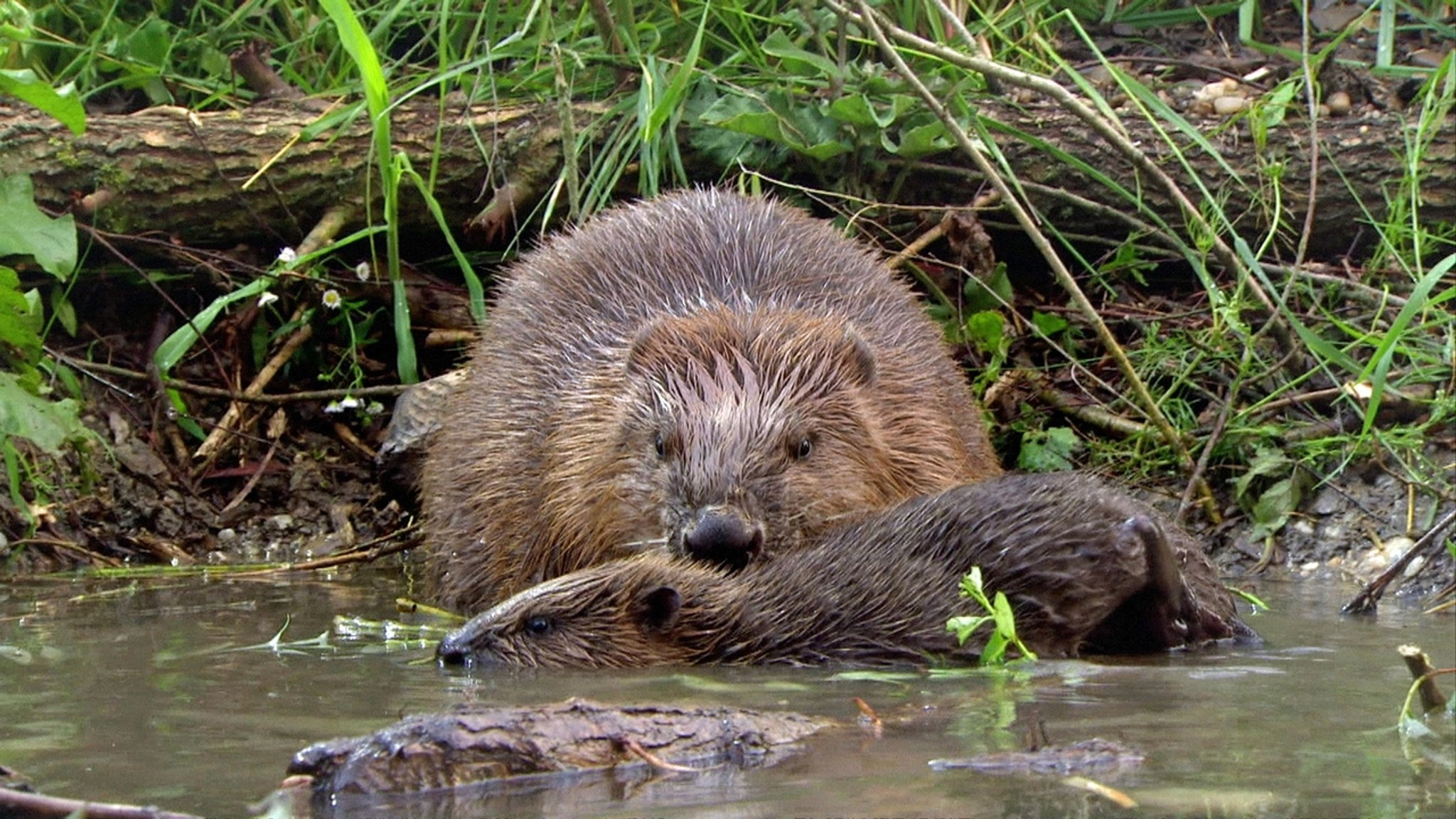 Wie die Tiere dem Öko-System helfen