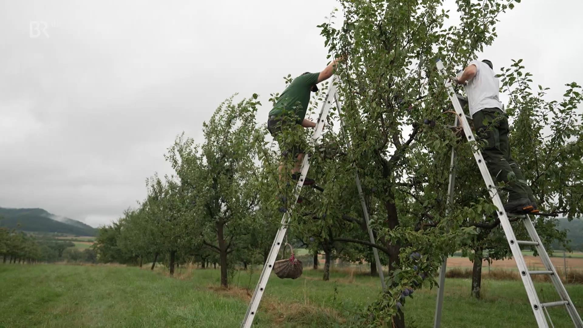 Erntehelfer steigen auf Leitern auf Obstbäume. 