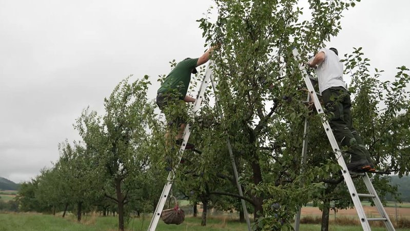 Erntehelfer steigen auf Leitern auf Obstbäume. | Bild: BR Erntehelfer steigen auf Leitern auf Obstbäume.