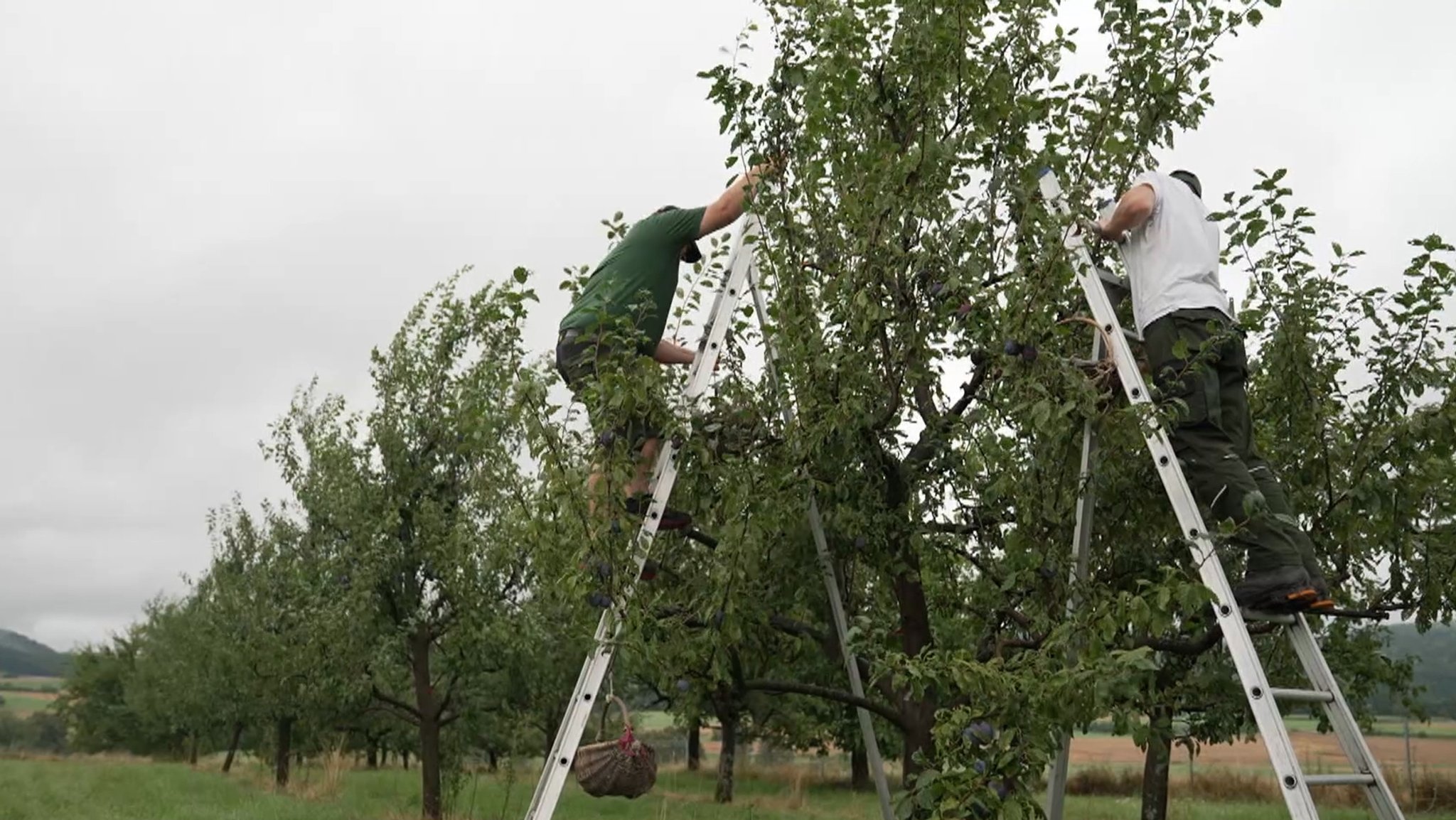 Erntehelfer steigen auf Leitern auf Obstbäume. 