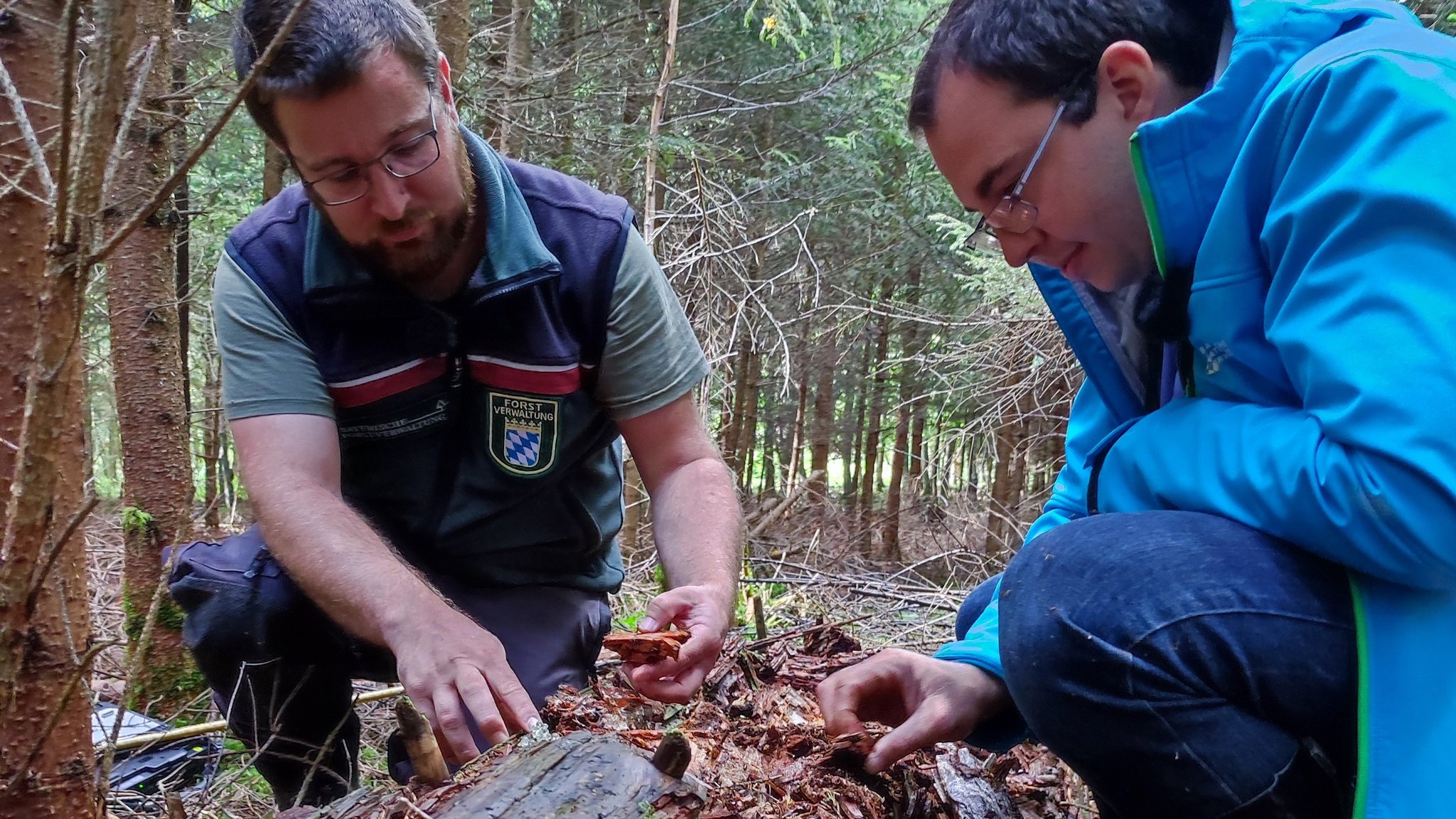 Das ist Revierförster Michael Mayr und Jonas Benner von der Unteren Naturschutzbehörde des Landratsamt Neu-Ulm betasten Totholz.