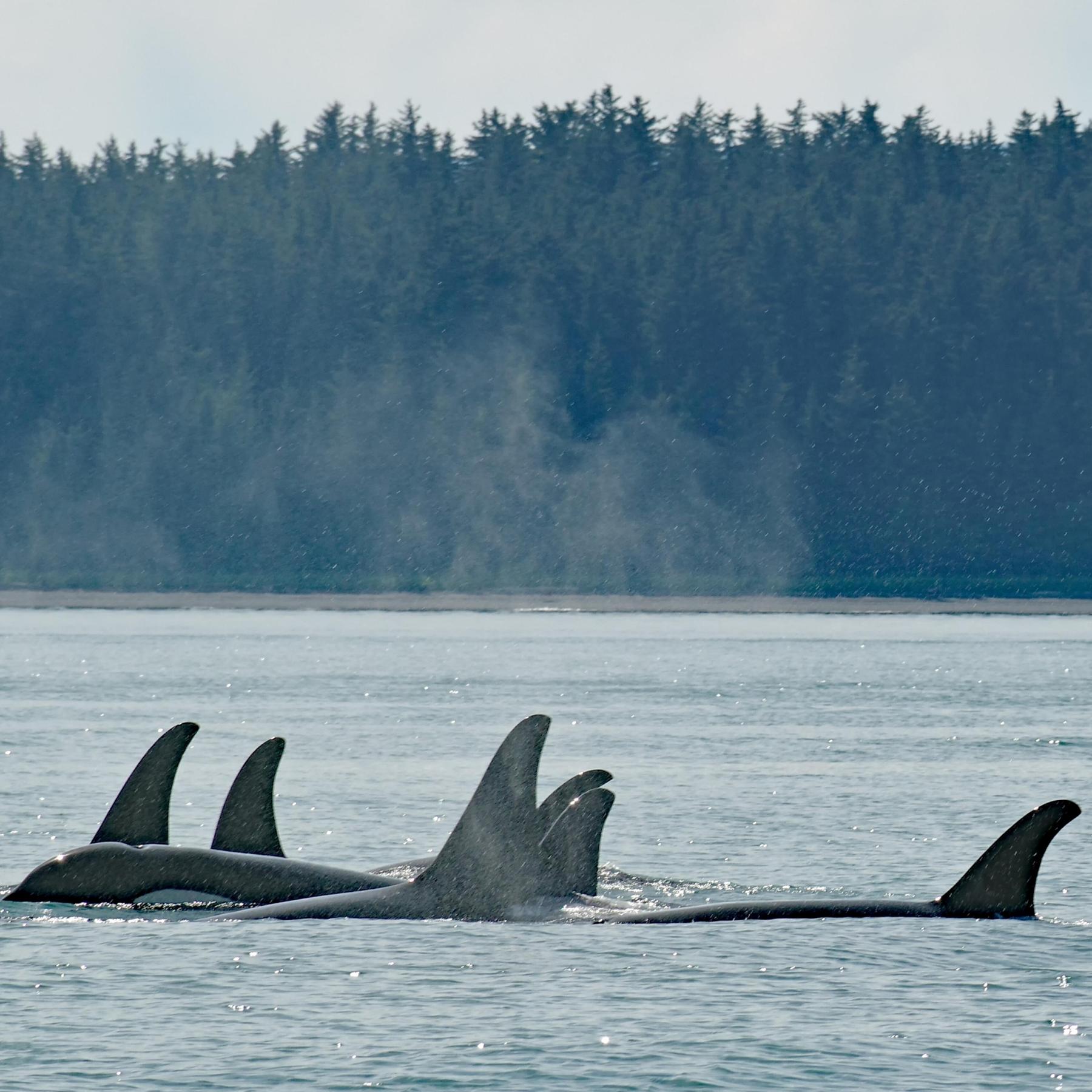 Orca-Attacken auf Boote - Gespräch mit BR-Reporter Simon Plentinger