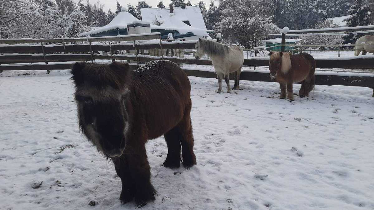 Ponys stehen auf dem Gnadenhof bei Pegnitz im Schnee.