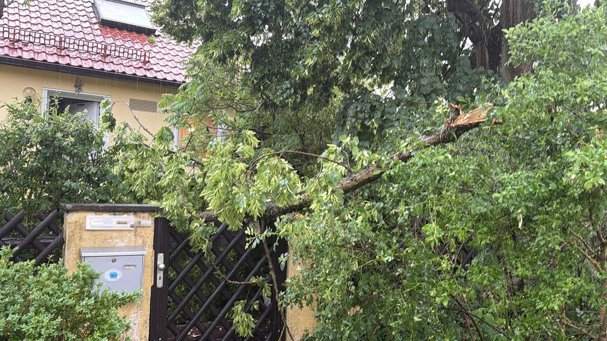 Heftige Unwetter: Entwurzelte Bäume, umgeknickte Strommasten