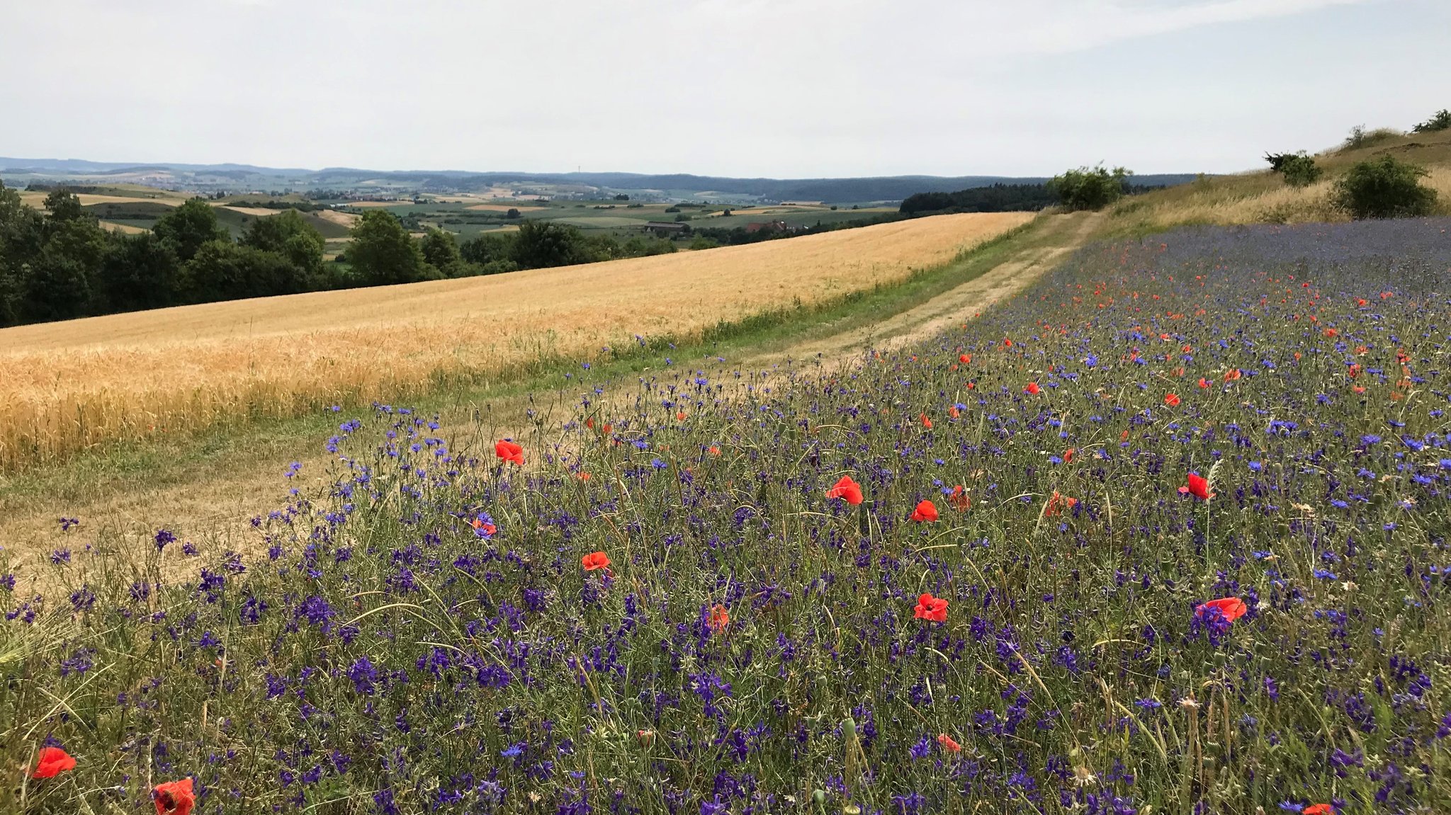 Der Ries-Panoramaweg führt auf 128 Kilometern einmal ums Nördlinger Ries herum.