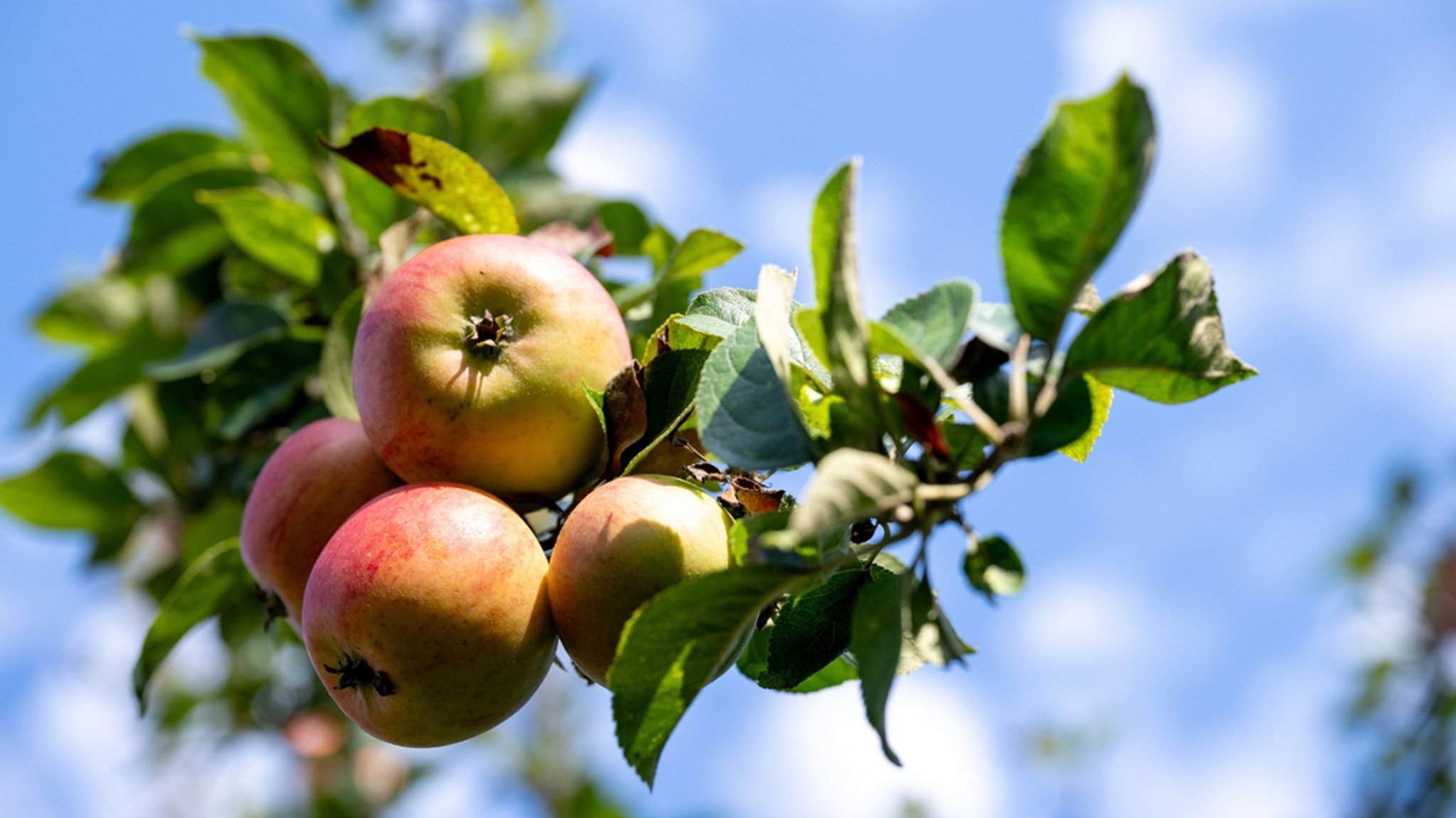 Reife, rote Äpfel an einem Apfelbaumzweig.  