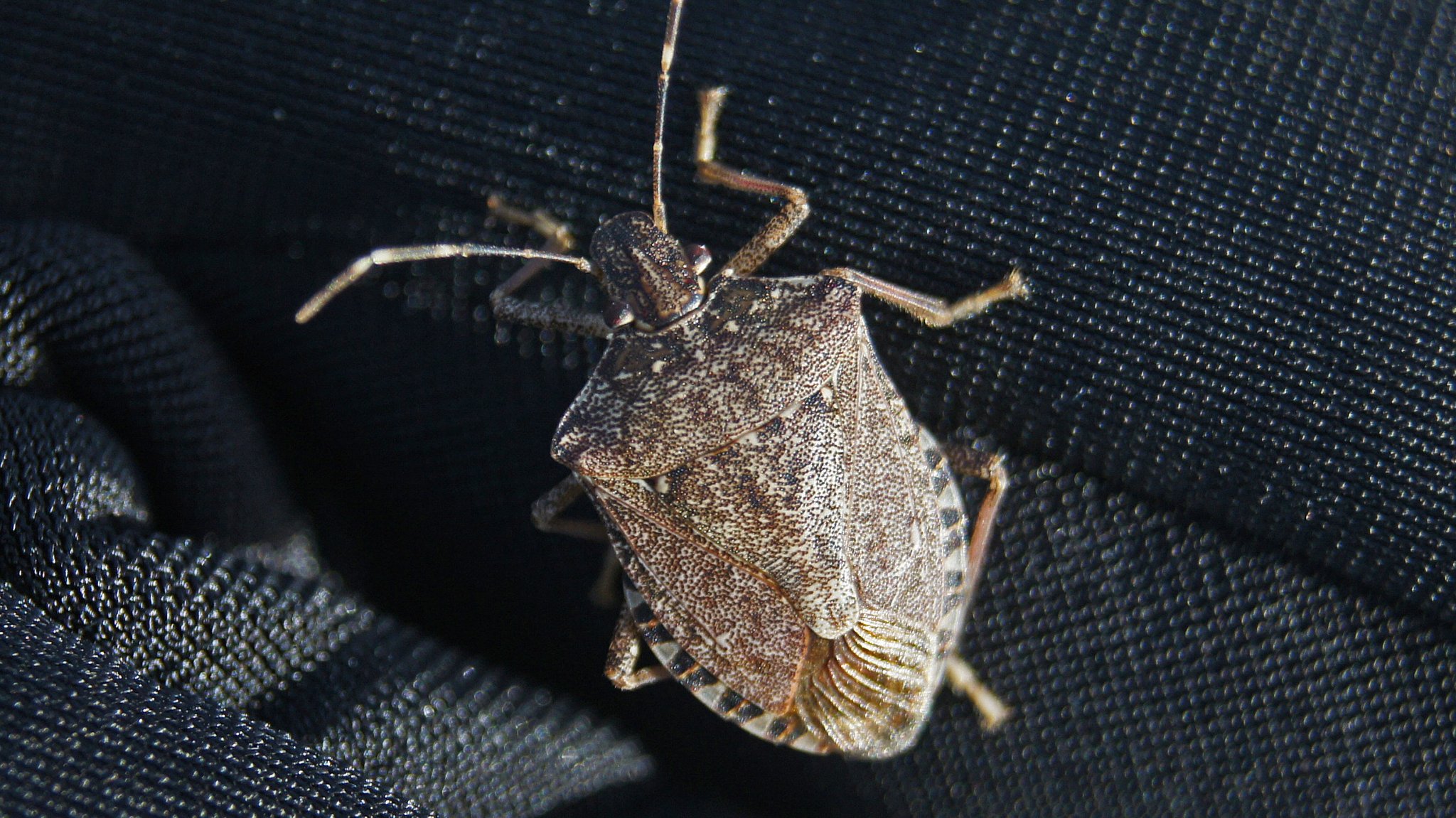 Marmorierte Baumwanze (Pentatomidae), auch Stinkkäfer genannt