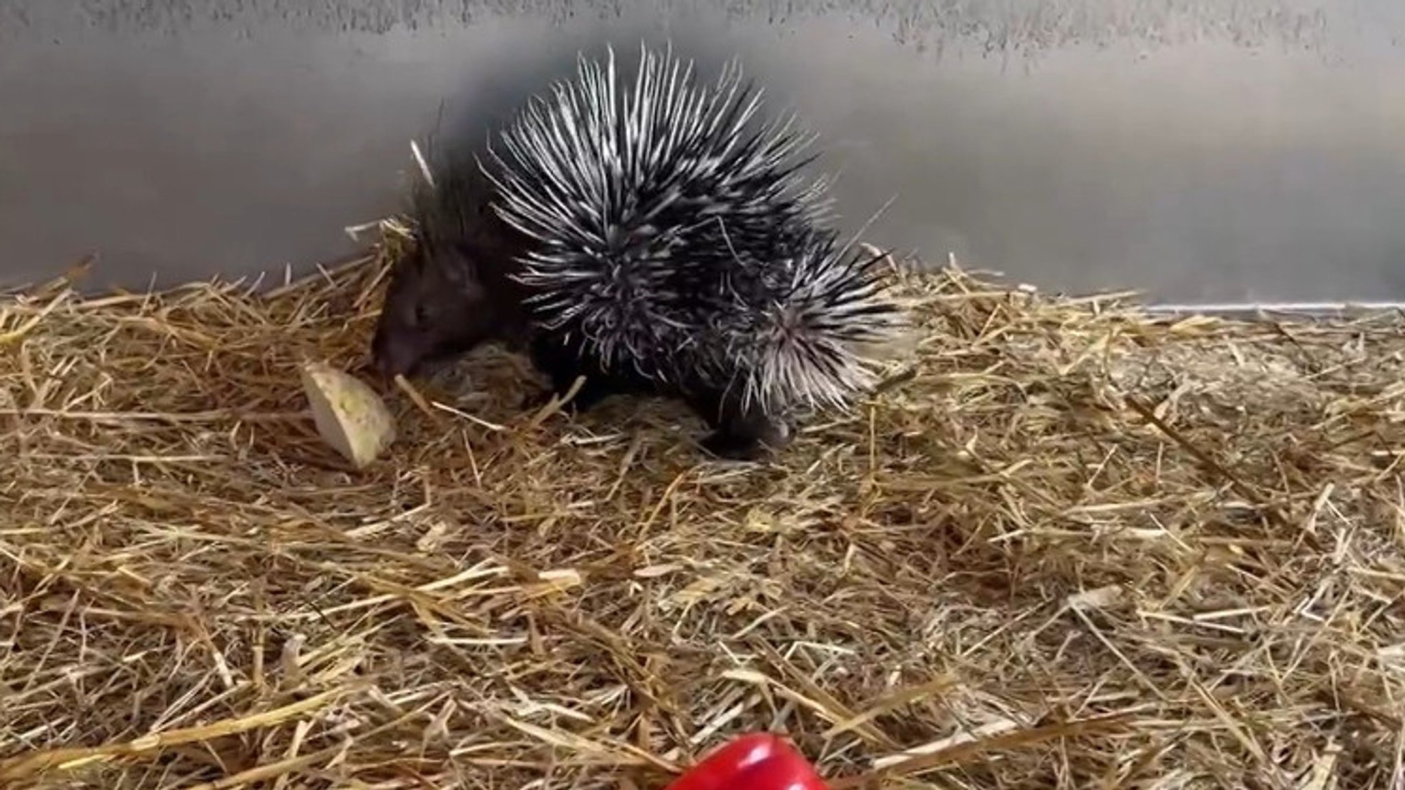 Nachwuchs bei den Stachelschweinen im Hofer Zoo.