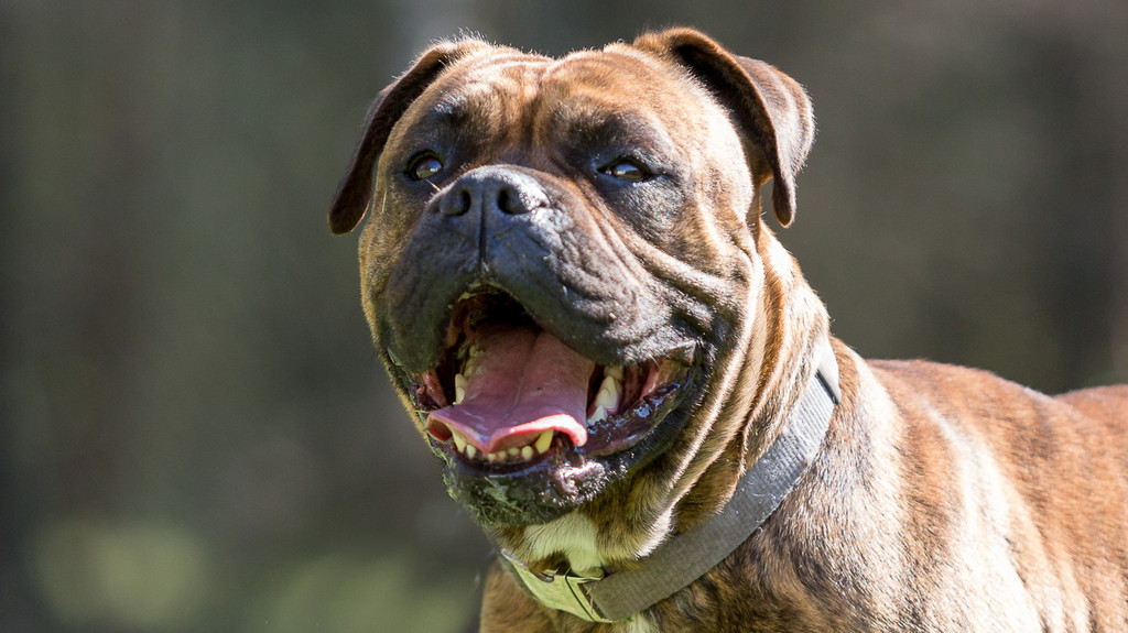 Kampfhund Bulldog Mischling
