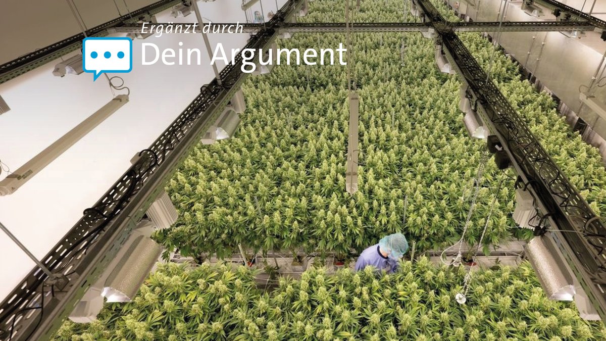 Cannabispflanzen wachsen in einem Blüteraum des Pharmaunternehmens Demecan.