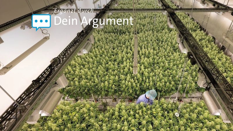 Cannabispflanzen wachsen in einem Blüteraum des Pharmaunternehmens Demecan.