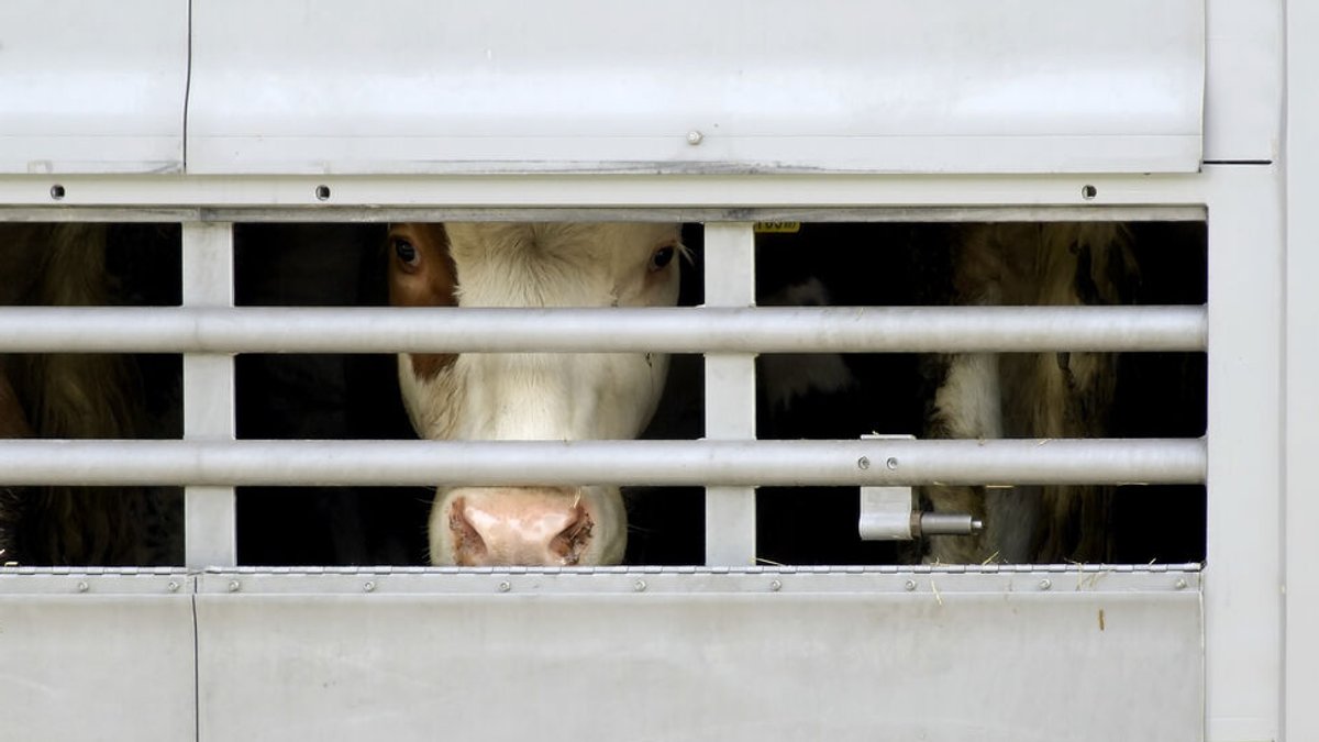 Eine Kuh blickt ängstlich aus einem Tiertransporter.