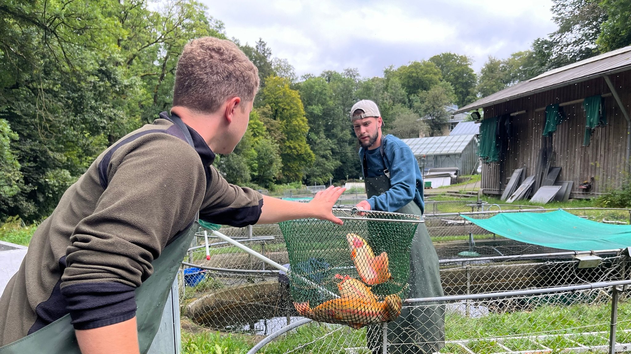 Die Fischwirte Tim Blinzler und Felix Wolf siedeln Goldforellen um. 