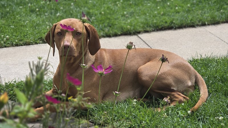 Die Hündin Bella sitzt im Gras. | Bild: Tierschutzverein München Die Hündin Bella sitzt im Gras.