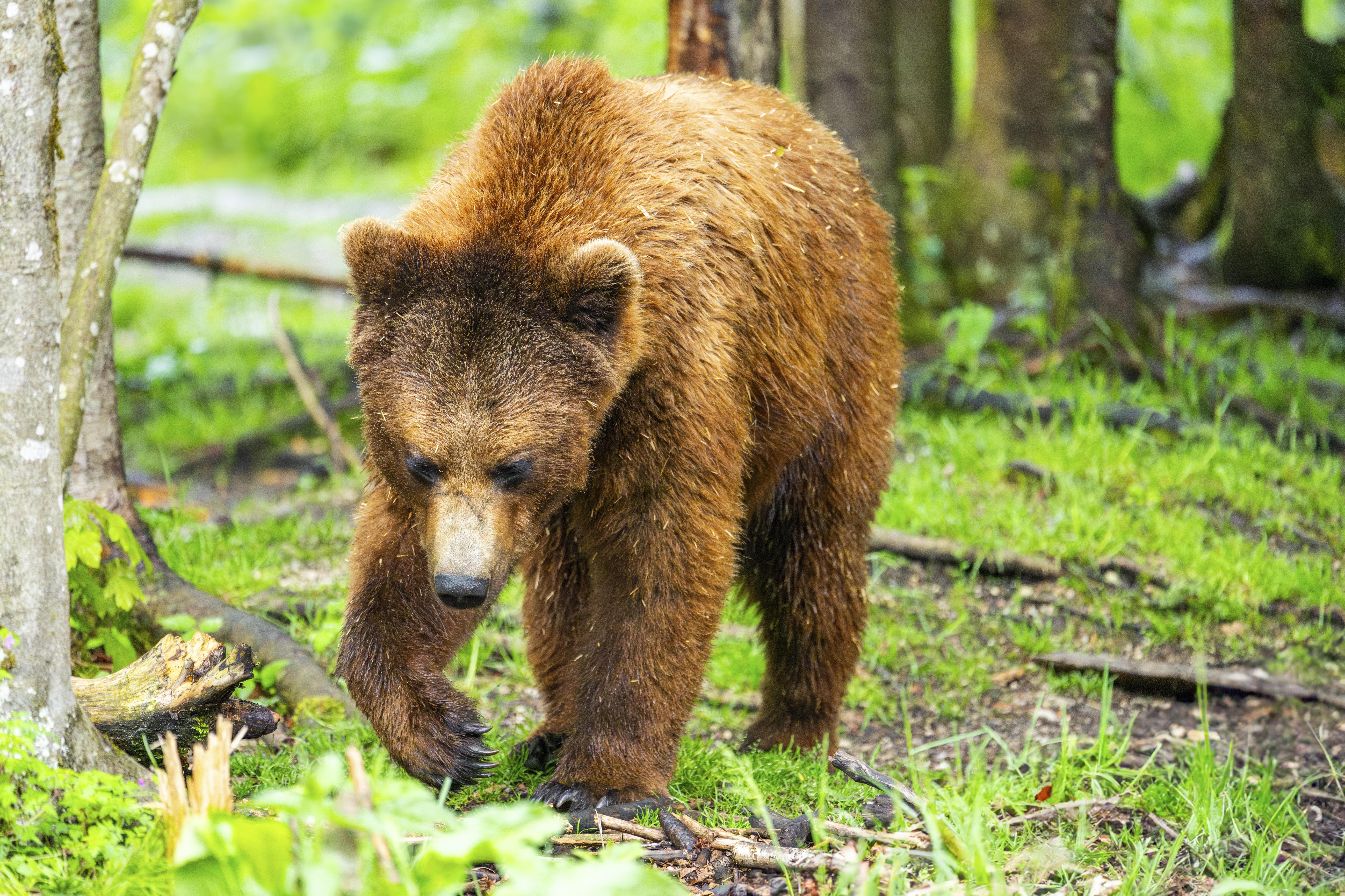 Ein Braunbär läuft durch einen Wald (Symbolbild). Am Samerberg im Landkreis Rosenheim berichtet eine Frau, beim Spaziergang einen Bären gesehen zu haben. 