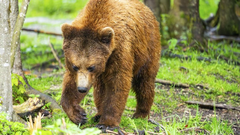 Ein Braunbär läuft durch einen Wald (Symbolbild). Am Samerberg im Landkreis Rosenheim berichtet eine Frau, beim Spaziergang einen Bären gesehen zu haben. | Bild: picture alliance / imageBROKER | David & Micha Sheldon Ein Braunbär läuft durch einen Wald (Symbolbild). Am Samerberg im Landkreis Rosenheim berichtet eine Frau, beim Spaziergang einen Bären gesehen zu haben.