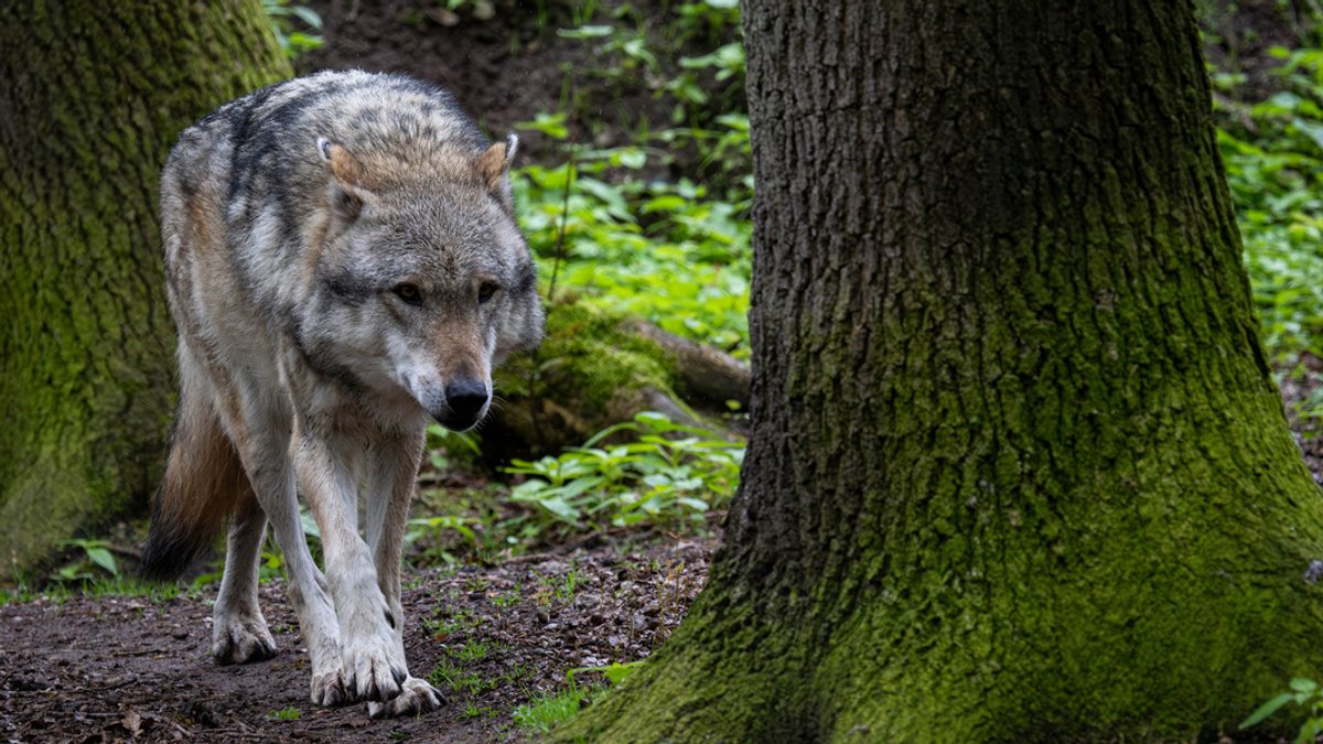 DNA-Analyse bestätigt weiteren Wolfsriss im Altmühltal