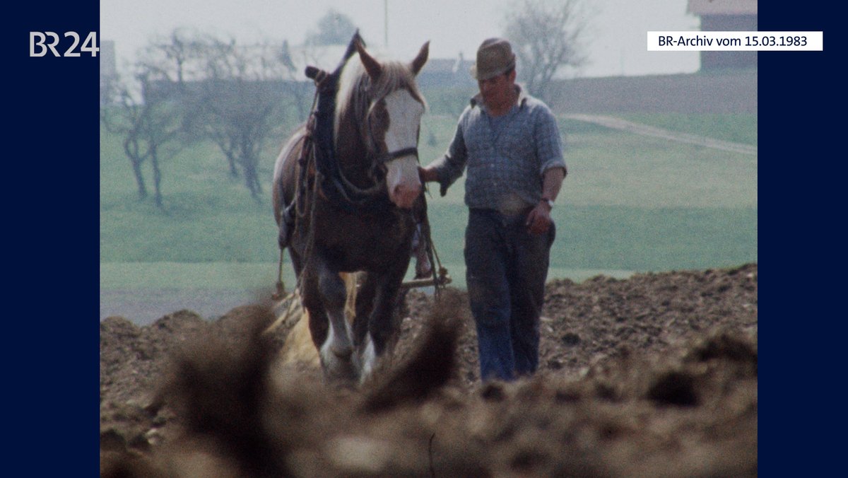Mann mit Pferd bei der Kartoffelaussaat