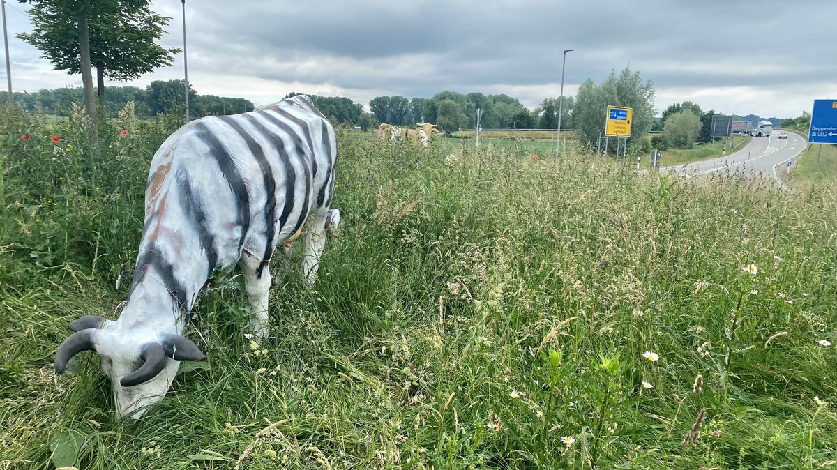 Berühmter Kreisverkehr bei Dingolfing: Kuh wird zum Zebra