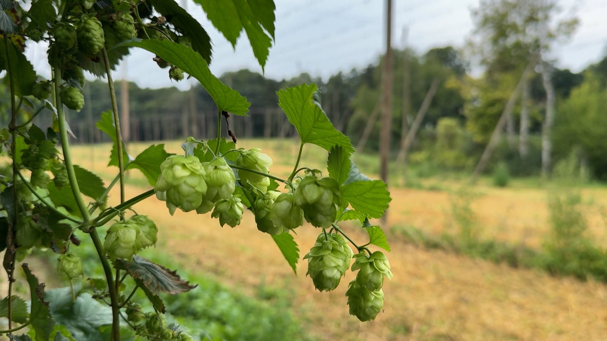 Für die Hopfenbauern ist es kein gutes Jahr: Die Preise für Hopfen sind drastisch gefallen. 