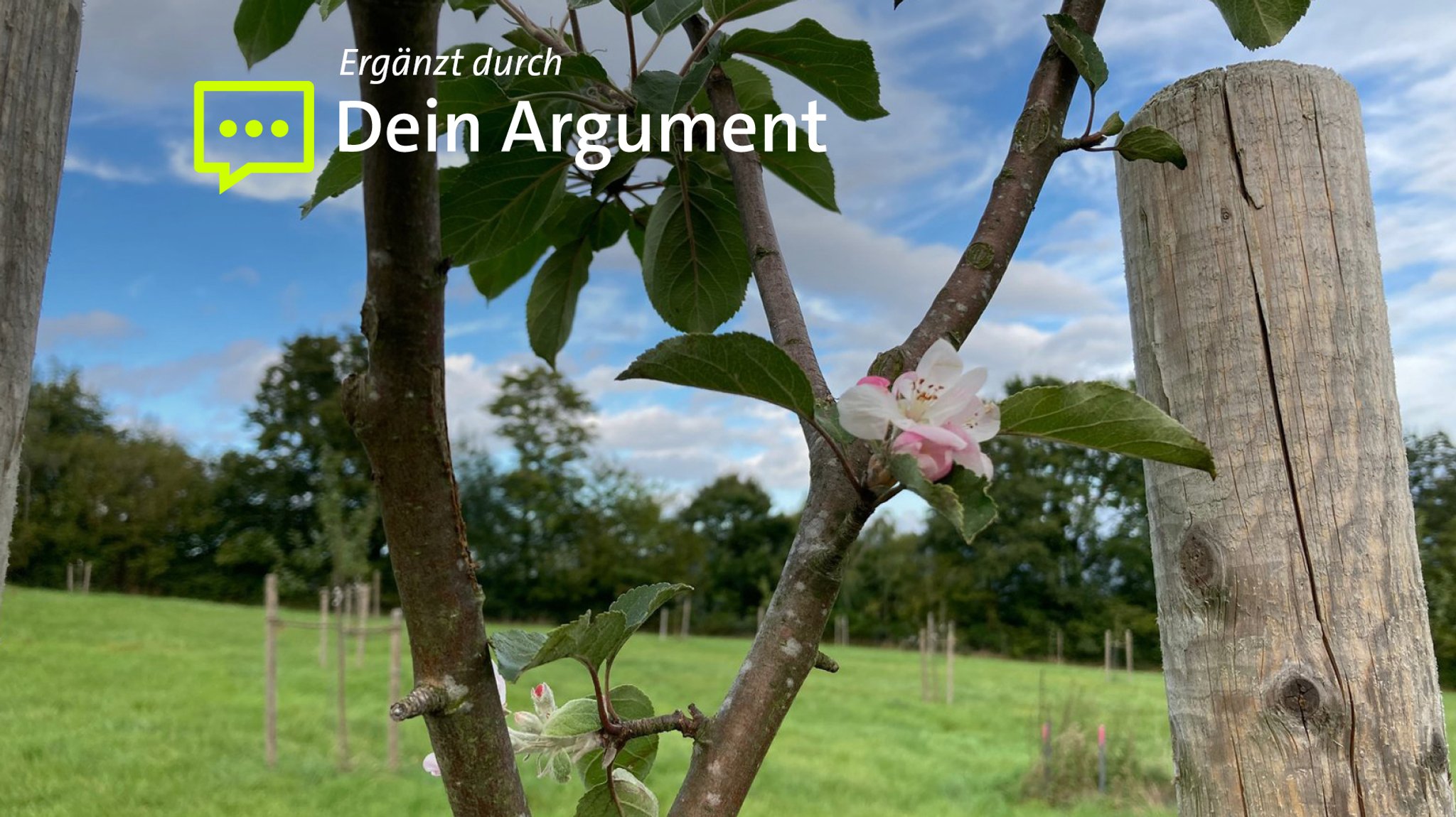 Mehrere frisch gepflanzte Obstbäume auf einer Wiese.