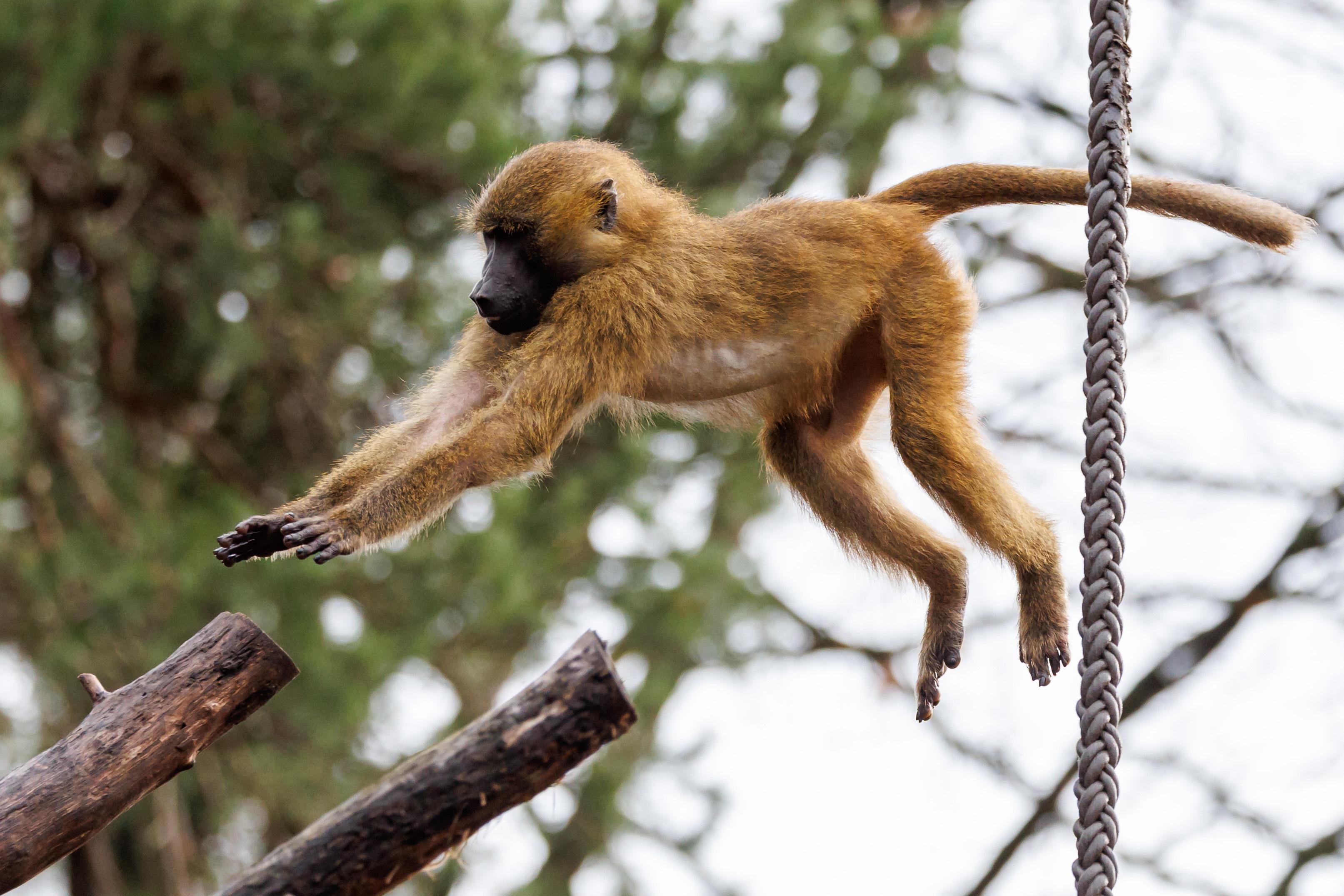 Guinea-Pavian im Nürnberger Tiergarten