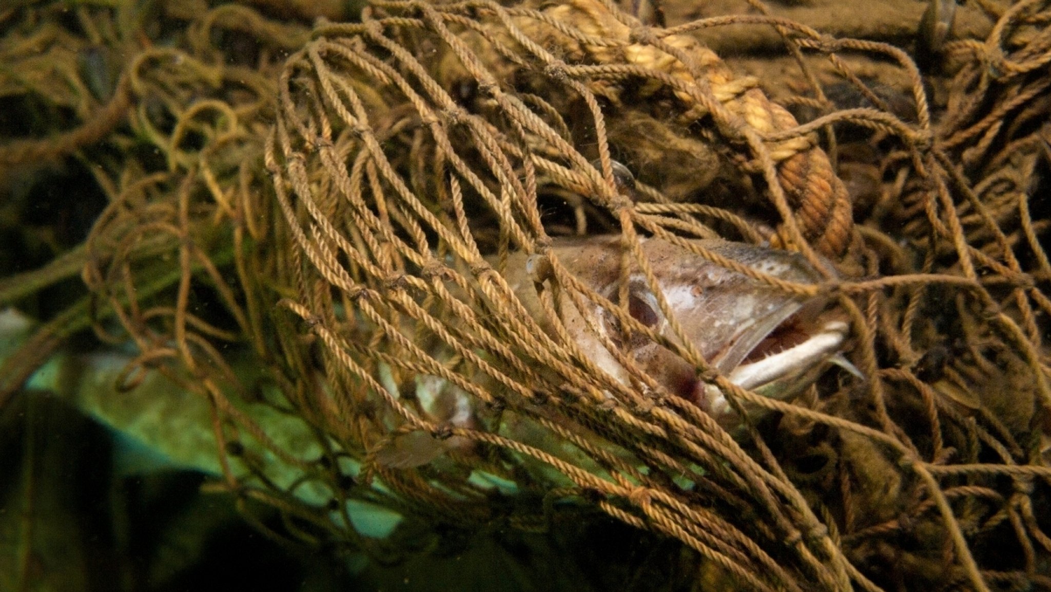 Fischfang verursacht jährlich 640.000 Tonnen Plastikmüll im Meer